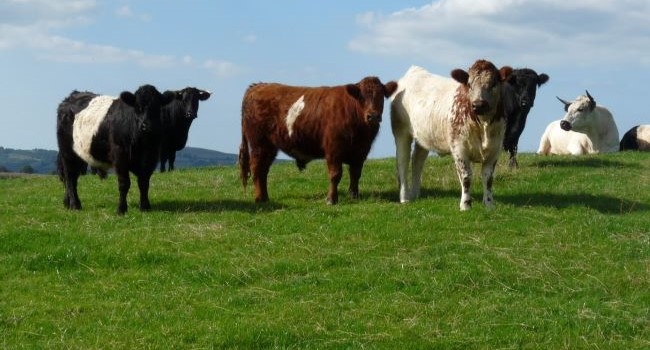 Spojené kráľovstvo – Wales: Veterinári a farmári spolupracujú na pilotnej schéme zdravia zvierat
