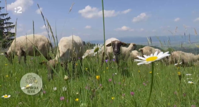Slovenské ovčiarstvo je v centre záujmu NAJ agro dievčaťa a chlapca 2024