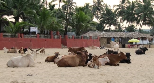 India je najväčším producentom dobytka na svete