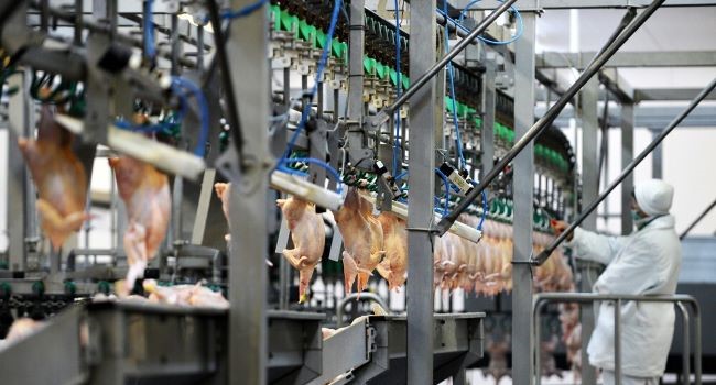 Južná Amerika: Vývoz kuracieho mäsa z Brazílie vzrástol v máji o 4,2 %