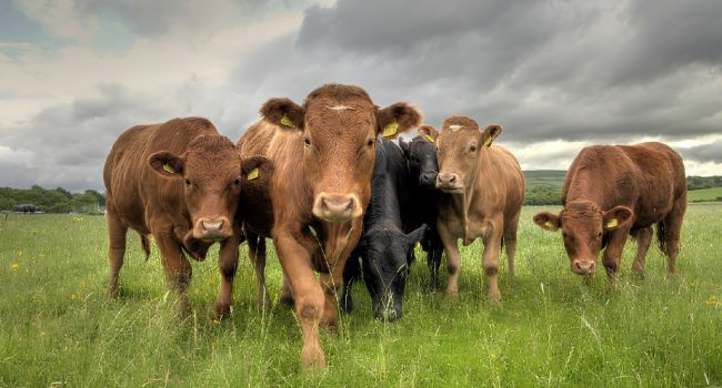 Írsko: Väčšie zásoby írskeho hovädzieho mäsa na trhu, údaje však poukazujú na budúce zníženie