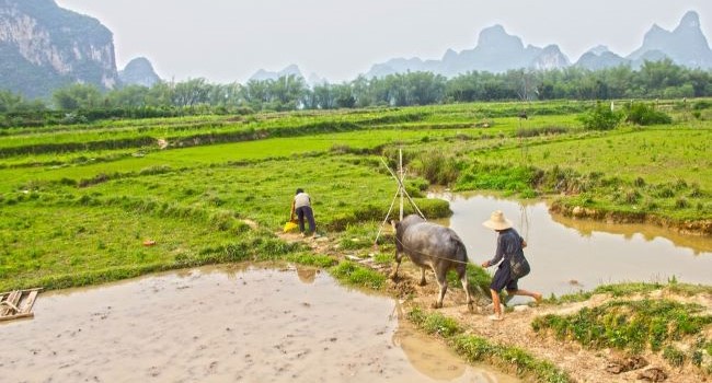 Čína prijala nový zákon na ochranu práv poľnohospodárov na pôdu
