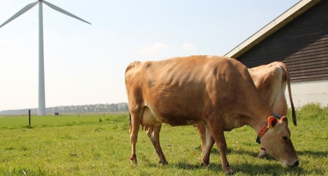 Mliekarenský sektor: Holandsko a Spojené kráľovstvo dodávajú menej mlieka