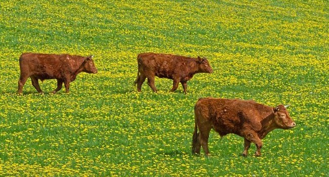 Írsky výskumný projekt Beef-Quest je zameraný na zníženie veku dobytka pri výkrme