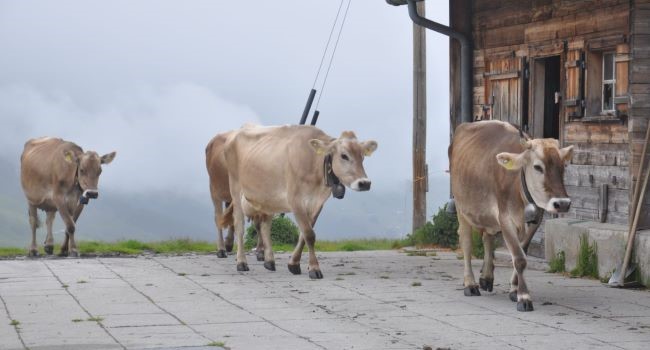 Nemecko: Bavorskí horskí poľnohospodári spúšťajú kampaň na záchranu kombinovaného chovu