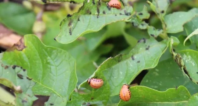 Biologická ochrana plodín: Start-up vyvíja nový bioinsekticíd