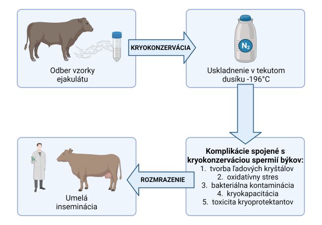 Slovenský chov Obr. č. 1