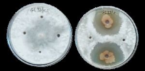 sclerotinia wh